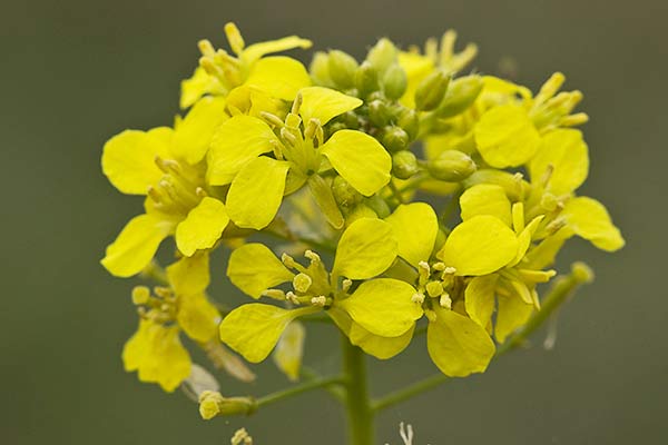 Rabanillo o Jaramago (Diplotaxis virgata)