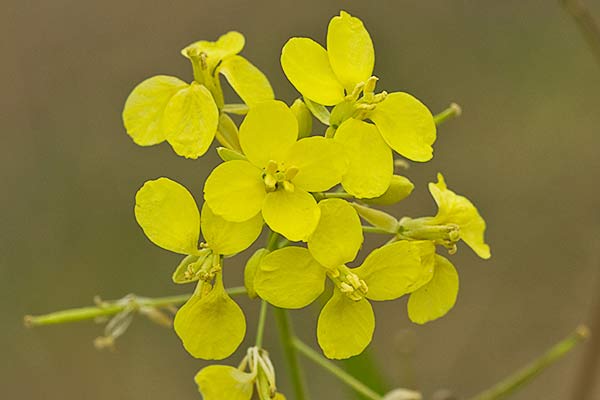 Rabanillo o Jaramago (Diplotaxis virgata)