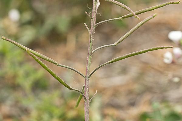 Rabanillo blanco (Diplotaxis erucoides)