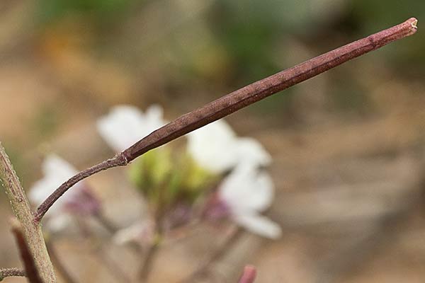 Rabanillo blanco (Diplotaxis erucoides)