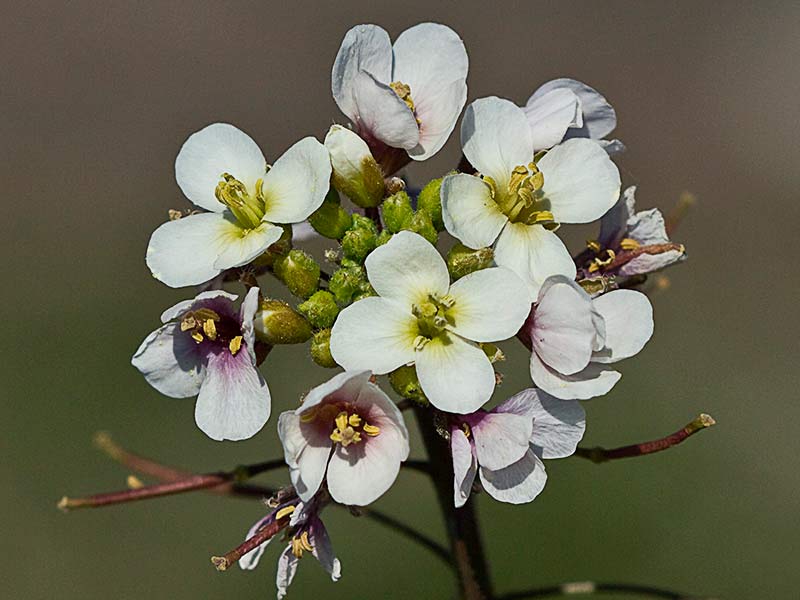 Rabanillo blanco (Diplotaxis erucoides)
