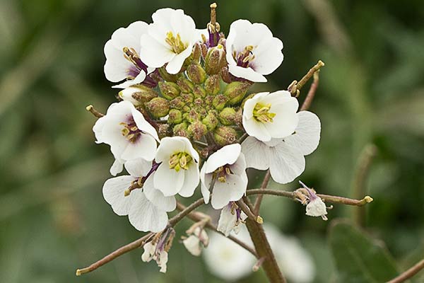 Rabanillo blanco (Diplotaxis erucoides)