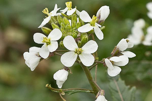 Rabanillo blanco (Diplotaxis erucoides)