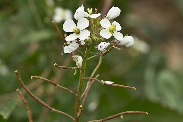 Rabanillo blanco (Diplotaxis erucoides)