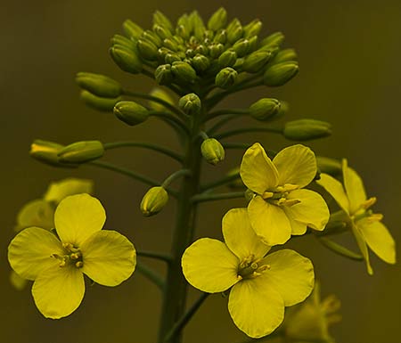 Rabanillo amarillo (Diplotaxis virgata)