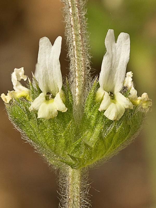 Rabo de gato (Sideritis hirsuta)