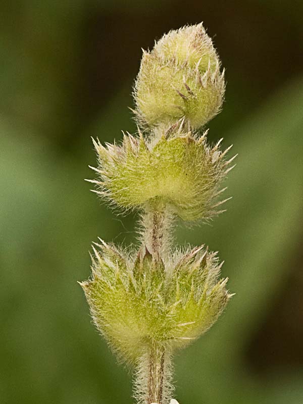 Rabo de gato (Sideritis hirsuta) 