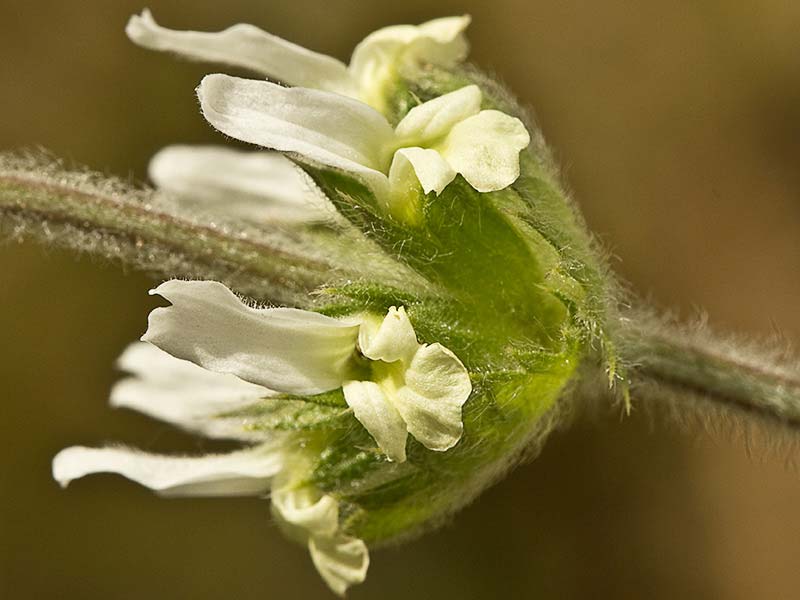 Rabo de gato (Sideritis hirsuta)