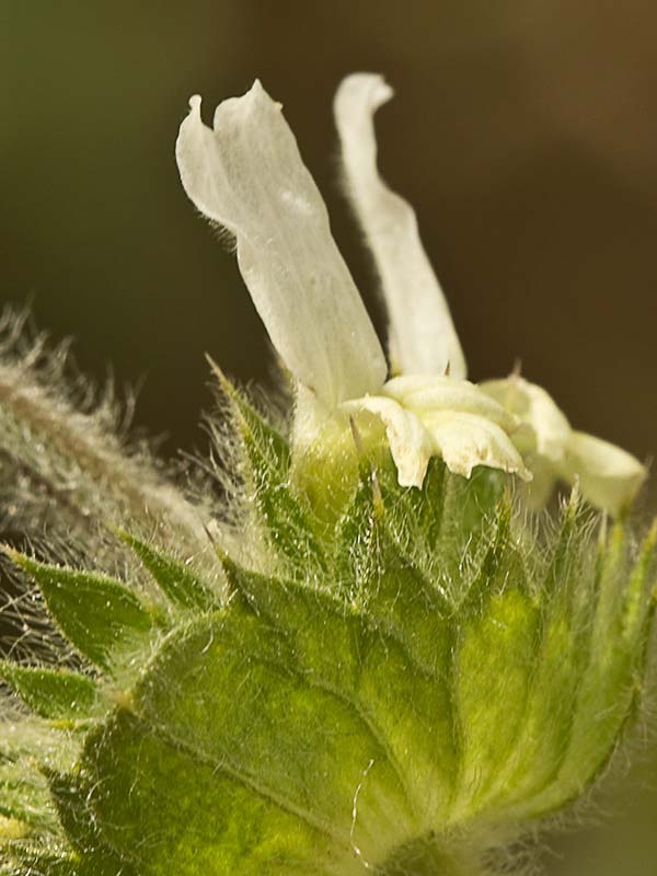 Rabo de gato (Sideritis hirsuta)