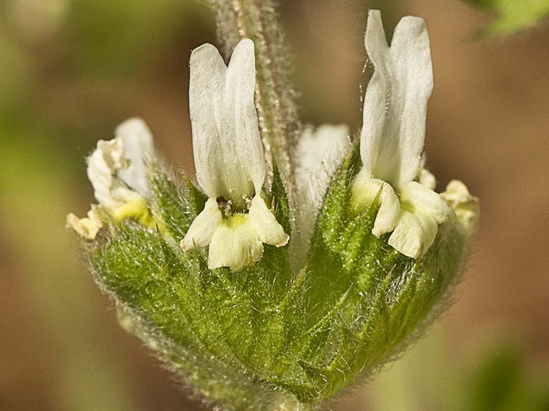 Rabo de gato (Sideritis hirsuta)