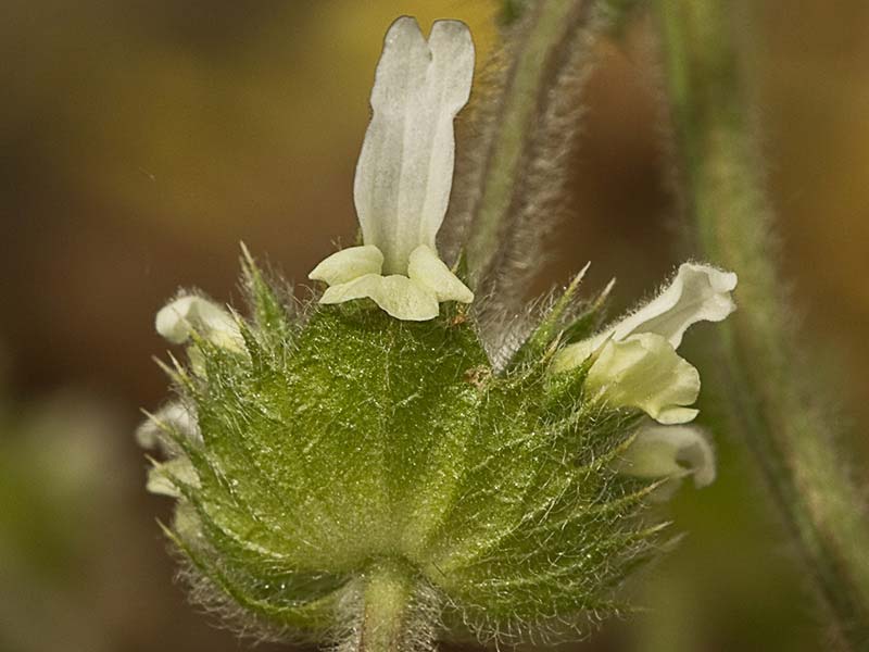 Rabo de gato (Sideritis hirsuta)