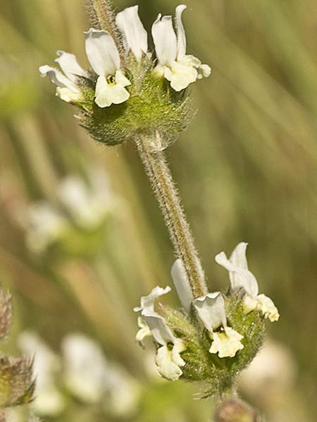 Rabo de gato (Sideritis hirsuta)