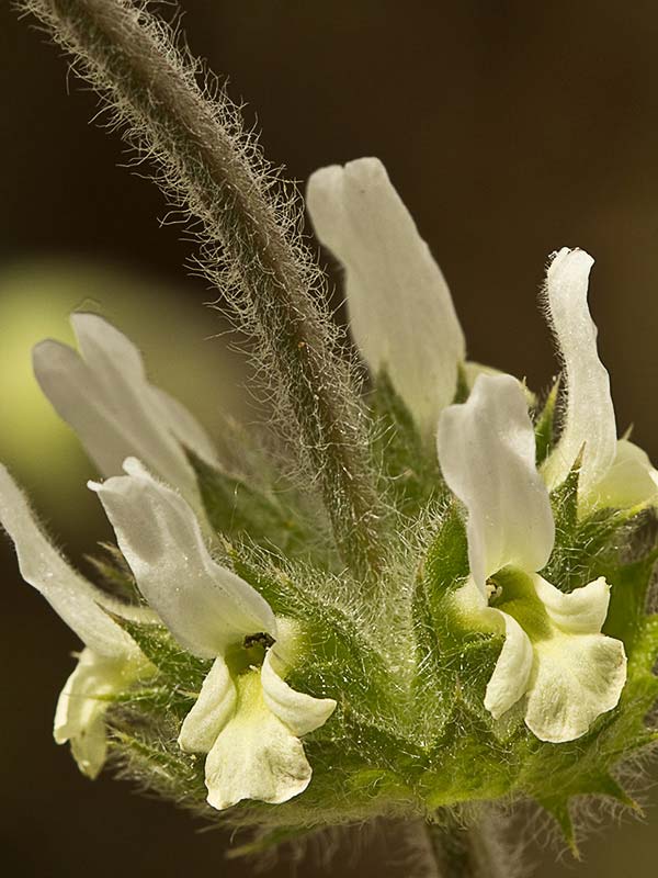 Rabo de gato (Sideritis hirsuta)