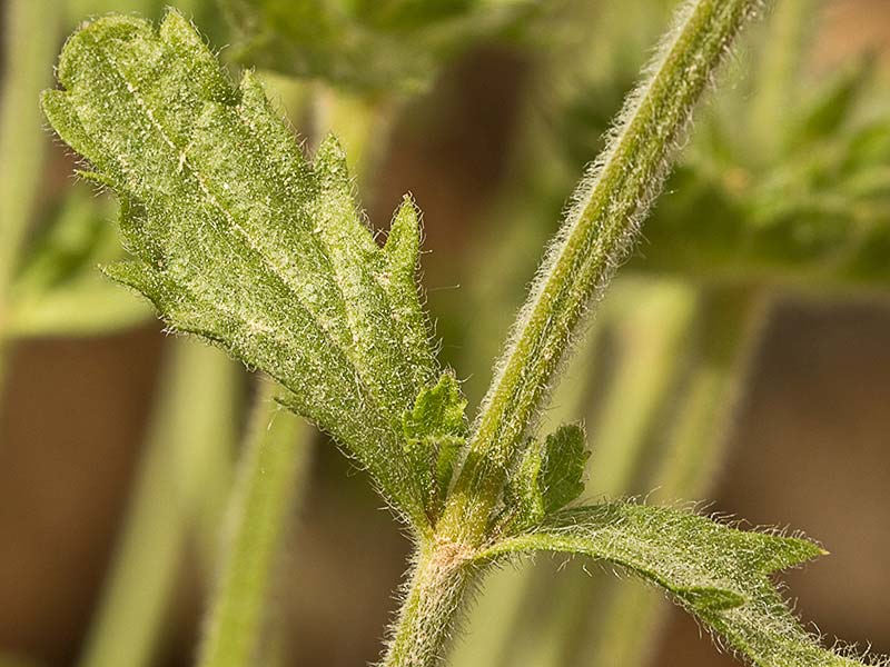Rabo de gato (Sideritis hirsuta) 