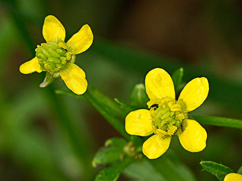 Flores del ranúnculo de tres lóbulos (Ranunculus trilobus)