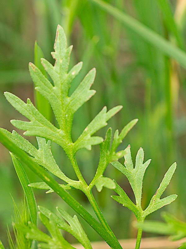 Hoja del ranúnculo de tres lóbulos (Ranunculus trilobus)