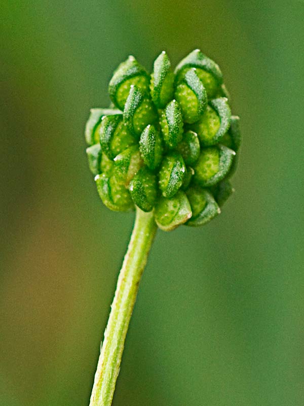 Frutos del ranúnculo de tres lóbulos (Ranunculus trilobus)