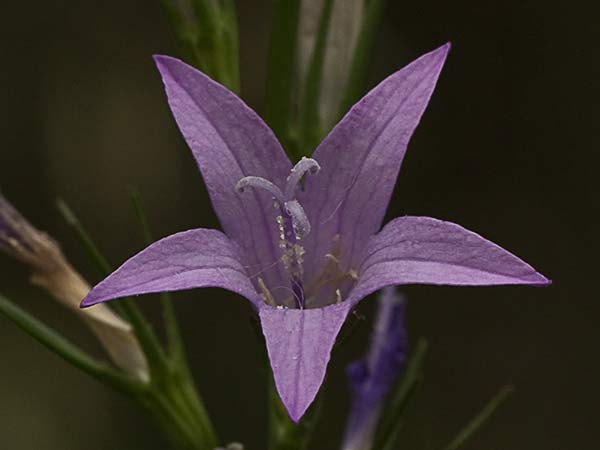 Rapónchigo (Campanula rapunculus)