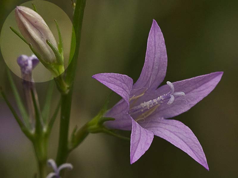 Rapónchigo (Campanula rapunculus)