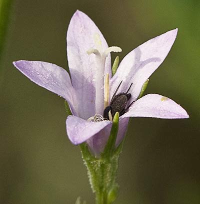 Rapónchigo flor (Campanula rapunculus)