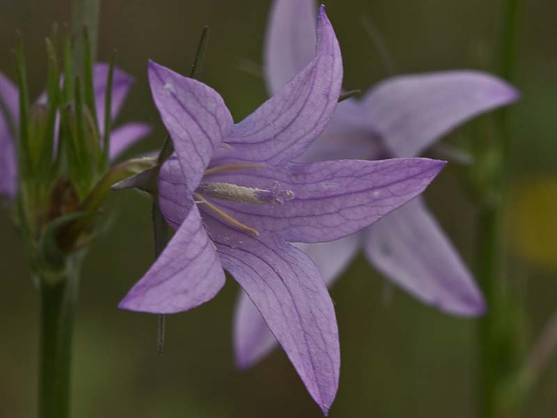 Rapónchigo (Campanula rapunculus)