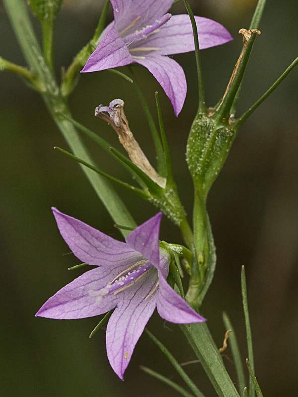 Rapónchigo (Campanula rapunculus)