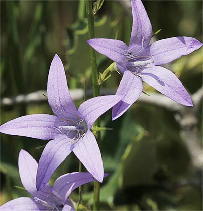 Flores del raponchigo (Campanula rapunculus)
