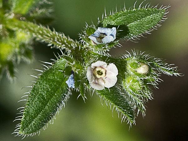 Raspilla, asperilla morada (Asperugo procumbens)