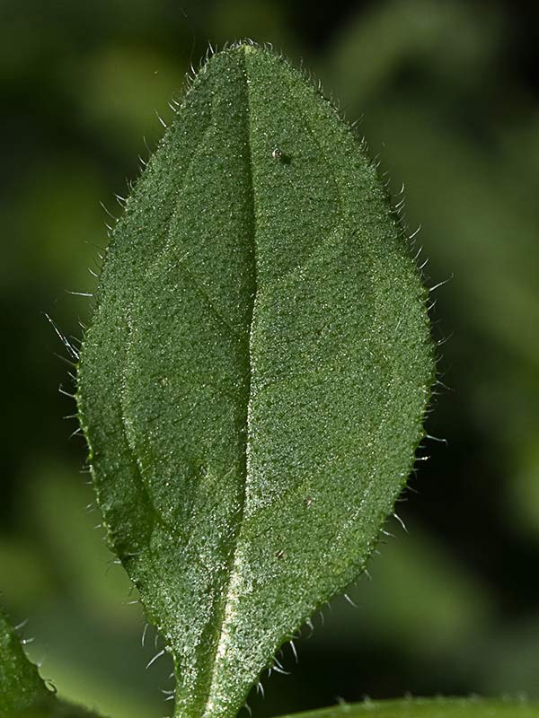 Raspilla, asperilla morada (Asperugo procumbens)