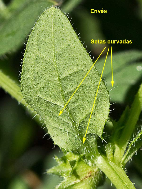 Raspilla, asperilla morada (Asperugo procumbens)