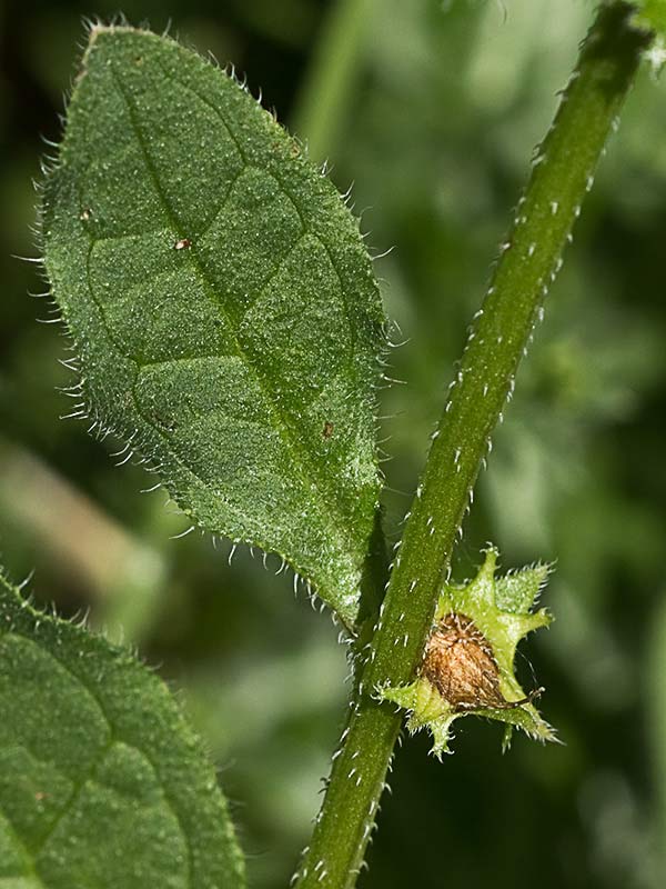 Raspilla, asperilla morada (Asperugo procumbens)