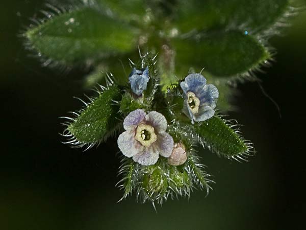 Raspilla, asperilla morada (Asperugo procumbens)