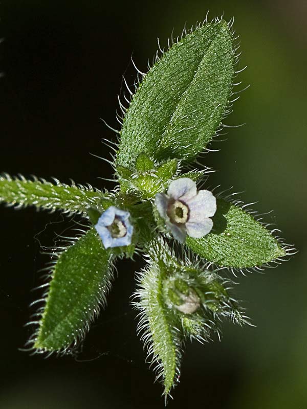 Raspilla, asperilla morada (Asperugo procumbens)