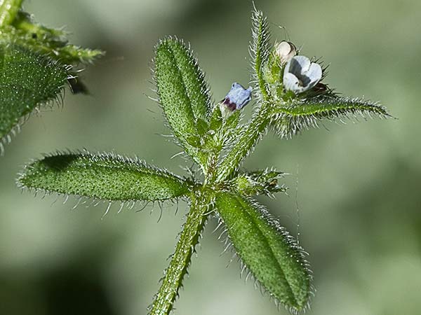 Raspilla, asperilla morada (Asperugo procumbens)