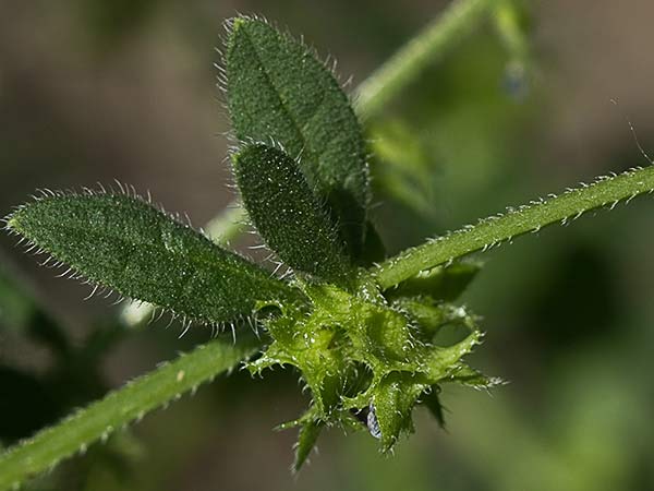 Raspilla, asperilla morada (Asperugo procumbens)