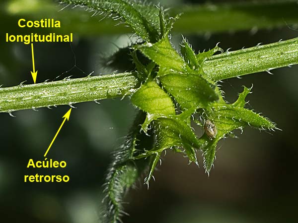 Raspilla, asperilla morada (Asperugo procumbens)
