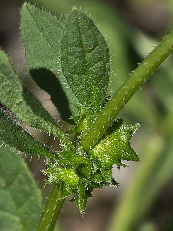 Raspilla, asperilla morada (Asperugo procumbens)