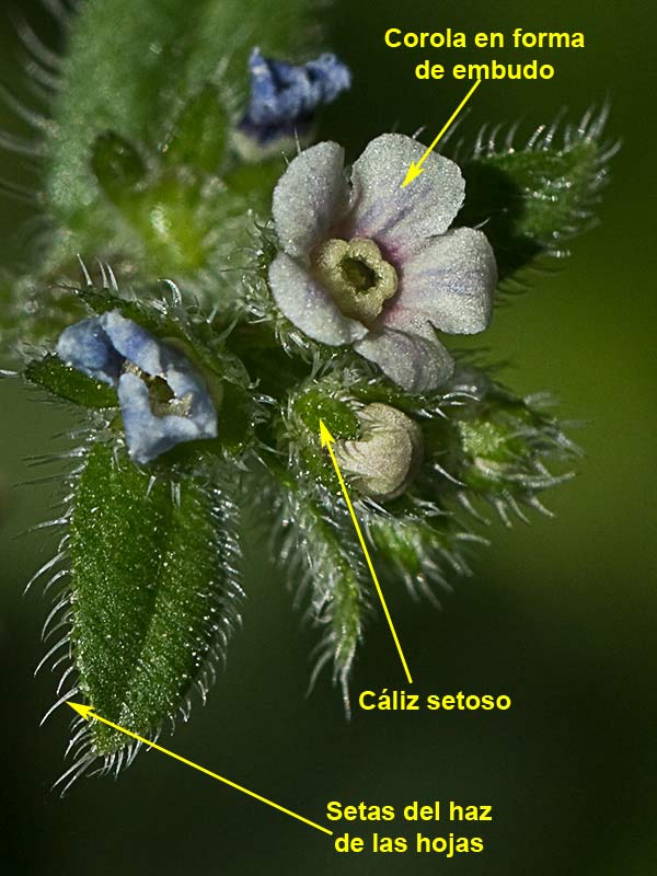 Raspilla, asperilla morada (Asperugo procumbens)