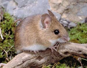 Ratón de campo