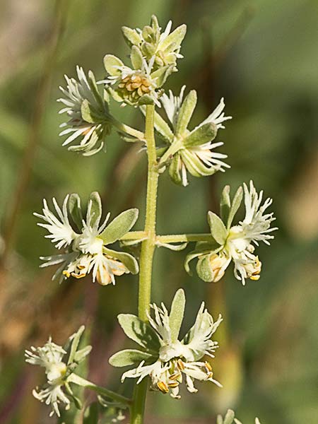Gualdilla (Reseda phyteuma)