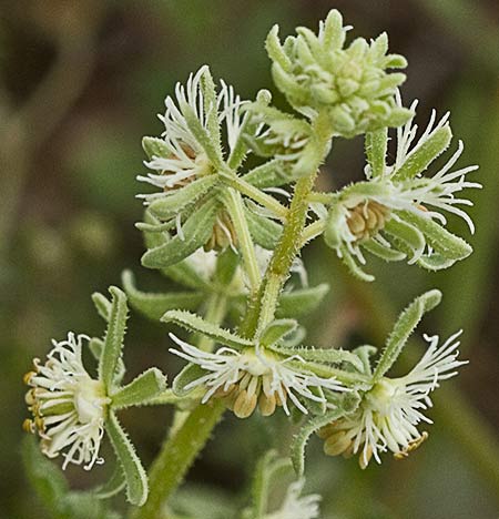 Gualdilla (Reseda phyteuma)