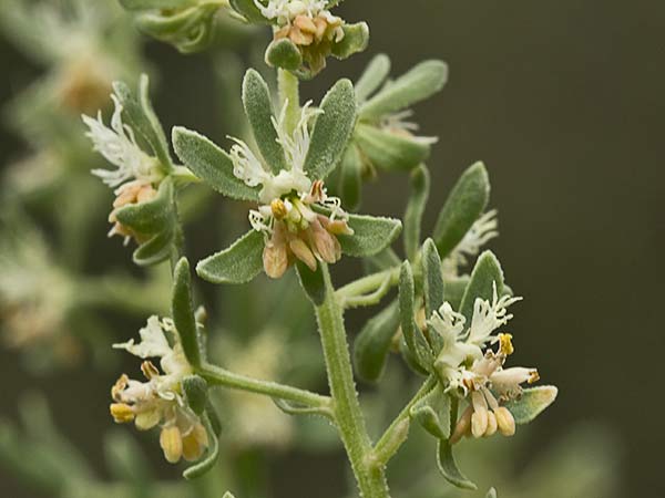 Gualdilla (Reseda phyteuma)