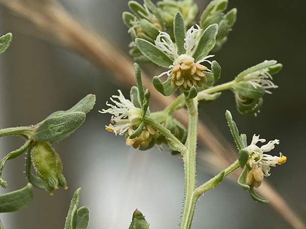 Gualdilla (Reseda phyteuma)