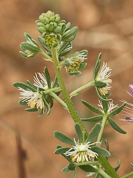Gualdilla (Reseda phyteuma)