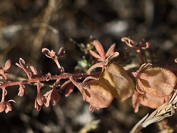 Gualdilla (Reseda phyteuma)
