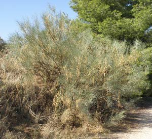Mata de retama en el camino del Relucio