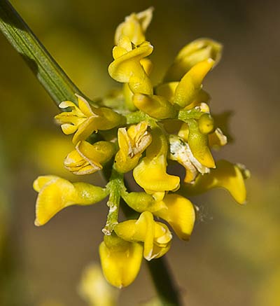 Retama amarilla o común (Retama sphaerocarpa) 
