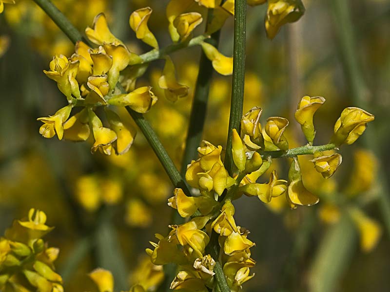 Retama amarilla o común (Retama sphaerocarpa) 