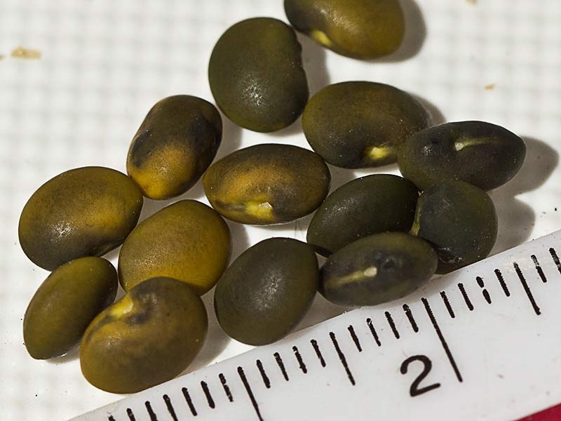 Semillas de la Retama amarilla o común (Retama sphaerocarpa) 