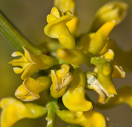 Retama amarilla o común (Retama sphaerocarpa) 
